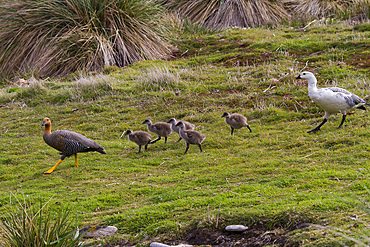 Adult upland goose pair (Chloephaga picta) with goslings on Carcass Island in the Falkland Islands.