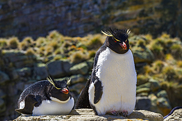 Adult rockhopper penguins (Eudyptes chrysocome chrysocome) at breeding and molting colony on New Island.