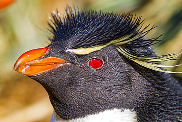 Adult rockhopper penguin (Eudyptes chrysocome chrysocome) at breeding and molting colony on New Island.