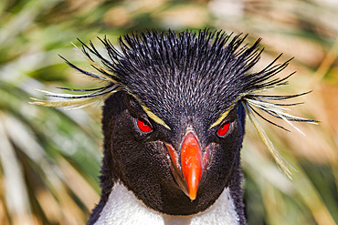 Adult rockhopper penguin (Eudyptes chrysocome chrysocome) at breeding and molting colony on New Island.