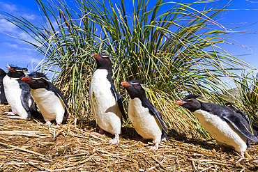 Adult rockhopper penguins (Eudyptes chrysocome chrysocome) at breeding and molting colony on New Island.