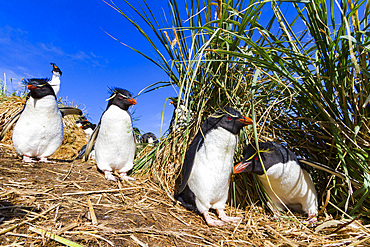 Adult rockhopper penguins (Eudyptes chrysocome chrysocome) at breeding and molting colony on New Island.