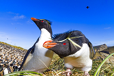 Adult rockhopper penguins (Eudyptes chrysocome chrysocome) at breeding and molting colony on New Island.