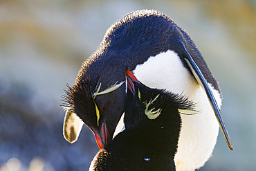 Adult rockhopper penguins (Eudyptes chrysocome chrysocome) at breeding and molting colony on New Island.