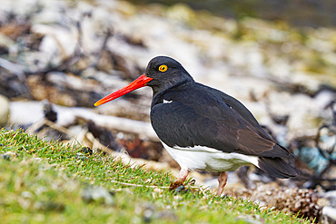 Adult Magellanic oystercatcher (Haematopus leucopodus) on Carcass Island in the Falkland Islands, South Atlantic Ocean.