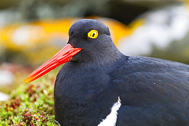 Adult Magellanic oystercatcher (Haematopus leucopodus) on Carcass Island in the Falkland Islands, South Atlantic Ocean.