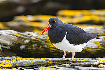 Adult Magellanic oystercatcher (Haematopus leucopodus) on Carcass Island in the Falkland Islands, South Atlantic Ocean.