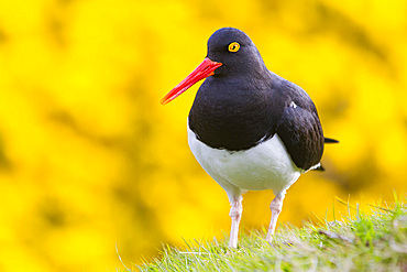 Adult Magellanic oystercatcher (Haematopus leucopodus) on Carcass Island in the Falkland Islands, South Atlantic Ocean.