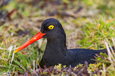 Adult Magellanic oystercatcher (Haematopus leucopodus) on Carcass Island in the Falkland Islands, South Atlantic Ocean.