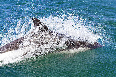 Adult Peale's Dolphin (Lagenorhynchus australis) bow-riding Zodiacs on New Island in the Falkland Islands.