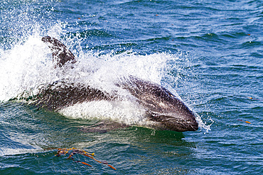 Adult Peale's Dolphin (Lagenorhynchus australis) bow-riding Zodiacs on New Island in the Falkland Islands.