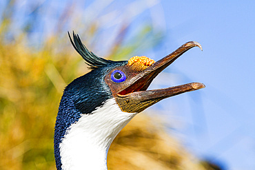 Adult Imperial Shag (Phalacrocorax (atriceps) atriceps) exhibiting intense breeding plumage, New Island, Falkland Islands.