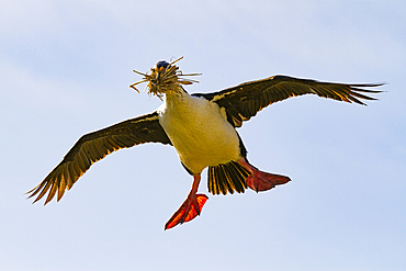 Adult Imperial Shag (Phalacrocorax (atriceps) atriceps) returning to the colony with nesting material, Falkland Islands.