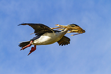 Adult Imperial Shag (Phalacrocorax (atriceps) atriceps) returning to the colony with nesting material, Falkland Islands.