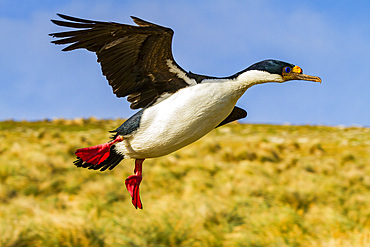 Adult Imperial Shag (Phalacrocorax (atriceps) atriceps) exhibiting intense breeding plumage, New Island, Falkland Islands.