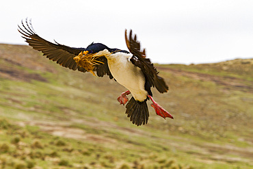 Adult Imperial Shag (Phalacrocorax (atriceps) atriceps) returning to the colony with nesting material, Falkland Islands.