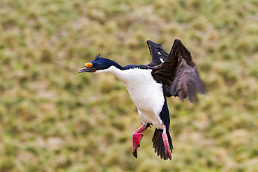 Adult Imperial Shag (Phalacrocorax (atriceps) atriceps) exhibiting intense breeding plumage, New Island, Falkland Islands.