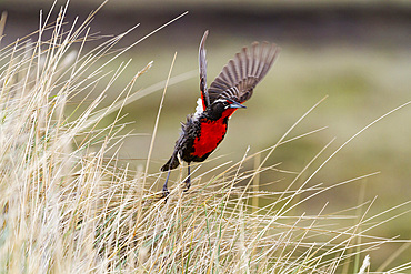 Adult male long-tailed meadowlark (Sturnella loyca) in breeding plumage on New Island in the Falkland Islands.