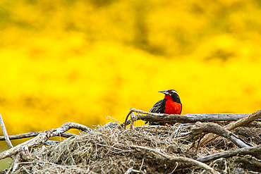 Adult male long-tailed meadowlark (Sturnella loyca) in breeding plumage on New Island in the Falkland Islands.