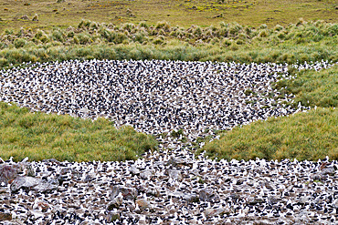 Black-browed albatross (Thalassarche melanophrys) breeding colony on Steeple Jason Island in the Falkland Islands.