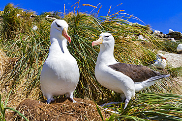 Black-browed albatross (Thalassarche melanophrys) breeding colony on Carcass Island in the Falkland Islands.