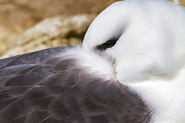 Black-browed albatross (Thalassarche melanophrys) breeding colony on Carcass Island in the Falkland Islands.