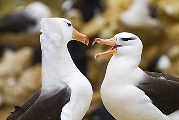 Black-browed albatross (Thalassarche melanophrys) breeding colony on New Island in the Falkland Island.