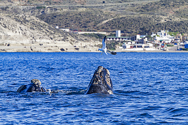 Southern right whale (Eubalaena australis) mother and calf being harassed by kelp gull, Peninsula Valdez, Argentina.