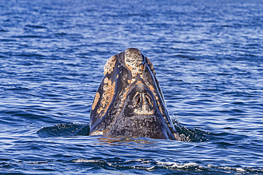 Southern right whale (Eubalaena australis) calf surfacing near Puerto Pyramides, Golfo Nuevo, Peninsula Valdez, Argentina.