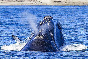 Southern right whale (Eubalaena australis) mother being harassed by kelp gull, near Puerto Pyramides, Argentina.