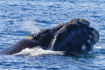 Southern Right Whale (Eubalaena australis) adult surfacing near Puerto Pyramides, Peninsula Valdez, Argentina.