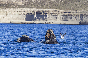 Southern right whale (Eubalaena australis) mother and calf being harassed by kelp gull, Peninsula Valdez, Argentina.