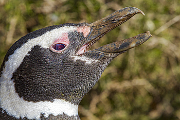 Magellanic penguin (Spheniscus magellanicus) at a breeding and molting site in Estancia San Lorenzo, Argentina.