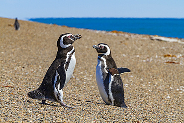 Magellanic penguins (Spheniscus magellanicus) at a breeding and molting site in Estancia San Lorenzo, Argentina.