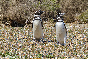 Magellanic penguins (Spheniscus magellanicus) at a breeding and molting site in Estancia San Lorenzo, Argentina.