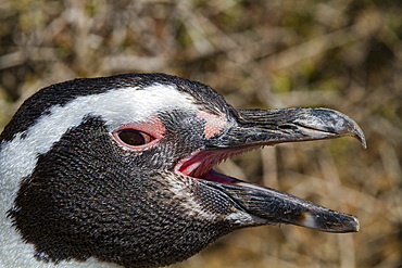 Magellanic penguin (Spheniscus magellanicus) at a breeding and molting site in Estancia San Lorenzo, Argentina.