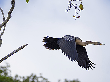 An adult anhinga, Anhinga anhinga, taking flight on New River near the Mesoamerican archaeological site of Lamanai, Belize.