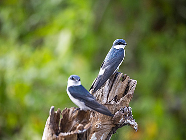 An adult mangrove swallow, Tachycineta albilinea, on New River near the Mesoamerican archaeological site of Lamanai, Belize.