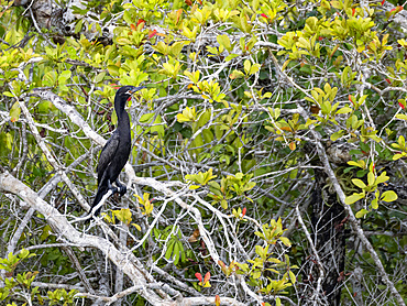 An adult neotropic cormorant, Nannopterum brasilianum, on New River near the Mesoamerican archaeological site of Lamanai, Belize.