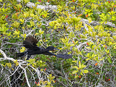 An adult neotropic cormorant, Nannopterum brasilianum, on New River near the Mesoamerican archaeological site of Lamanai, Belize.