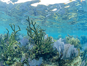 Underwater views the reef along the circumference of the Great Blue Hole on Lighthouse Reef, Belize.