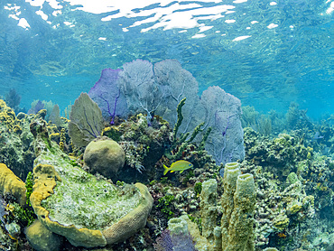 Underwater views the reef along the circumference of the Great Blue Hole on Lighthouse Reef, Belize.