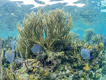 Underwater views the reef along the circumference of the Great Blue Hole on Lighthouse Reef, Belize.