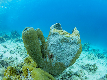 Underwater views the reef along the circumference of the Great Blue Hole on Lighthouse Reef, Belize.