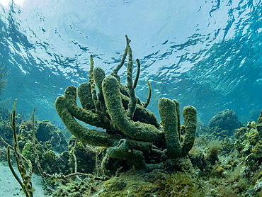 Underwater views the reef along the circumference of the Great Blue Hole on Lighthouse Reef, Belize.