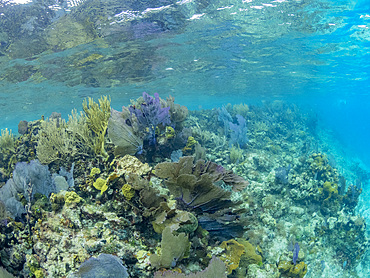 Underwater views the reef along the circumference of the Great Blue Hole on Lighthouse Reef, Belize.