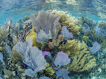 Underwater views the reef along the circumference of the Great Blue Hole on Lighthouse Reef, Belize.