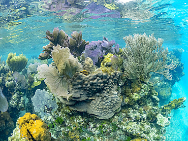 Underwater views the reef along the circumference of the Great Blue Hole on Lighthouse Reef, Belize.