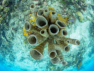 Underwater views the reef along the circumference of the Great Blue Hole on Lighthouse Reef, Belize.