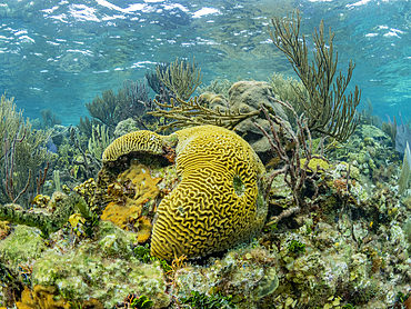 Underwater views the reef along the circumference of the Great Blue Hole on Lighthouse Reef, Belize.